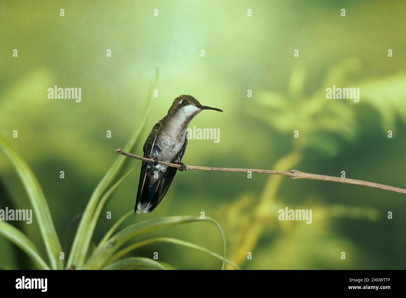 Ruby-Topaz Kolibri - Weibchen Stockfoto