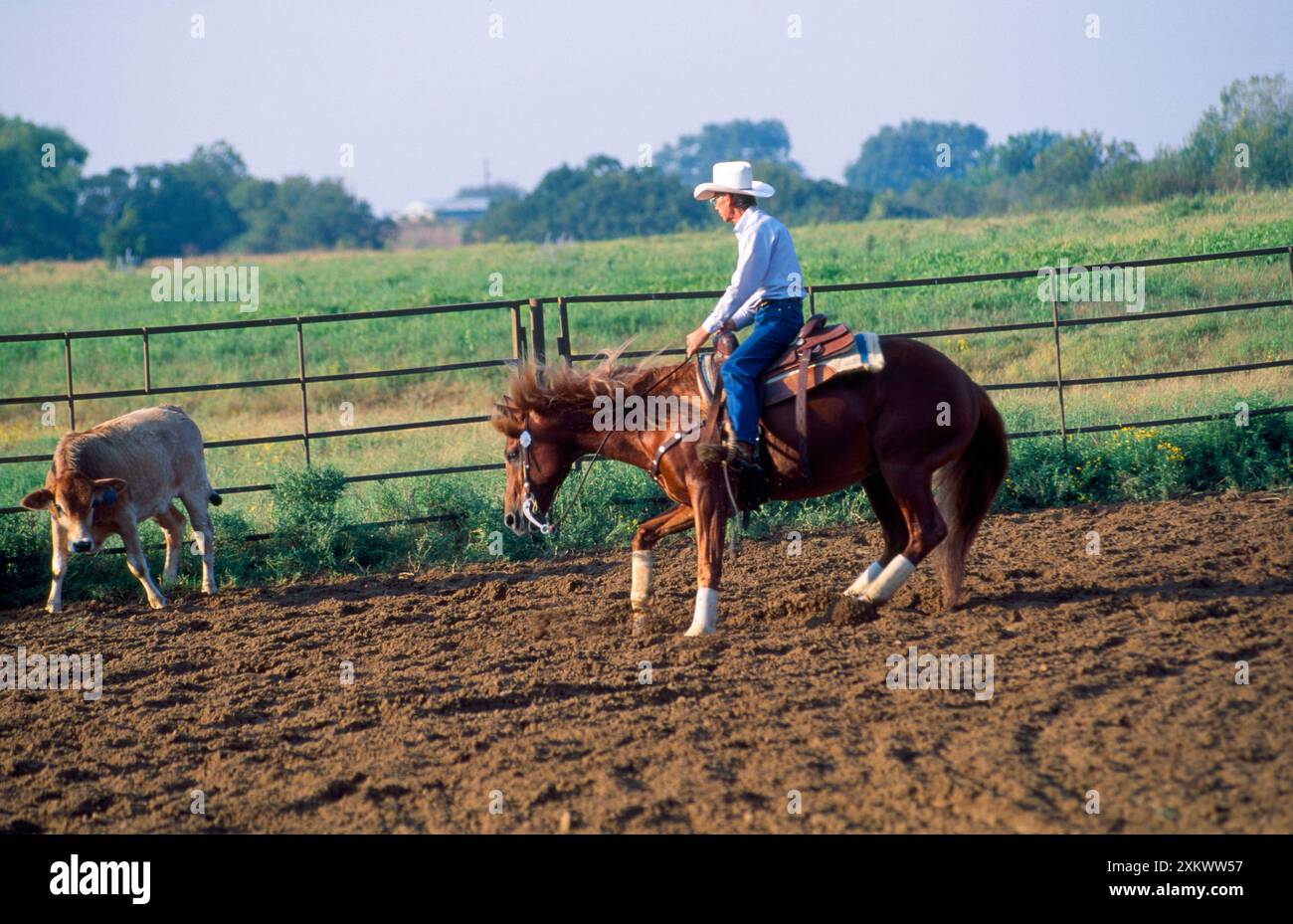 Canadian Cutting Horse - Hüten von Rindern Stockfoto