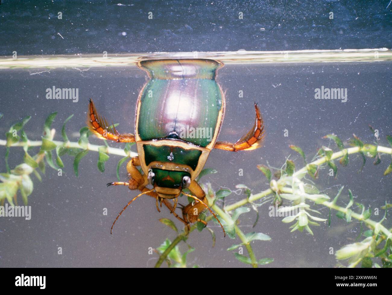 Großartiges Tauchen / WASSERKÄFER - männliches Atmen an der Oberfläche Stockfoto