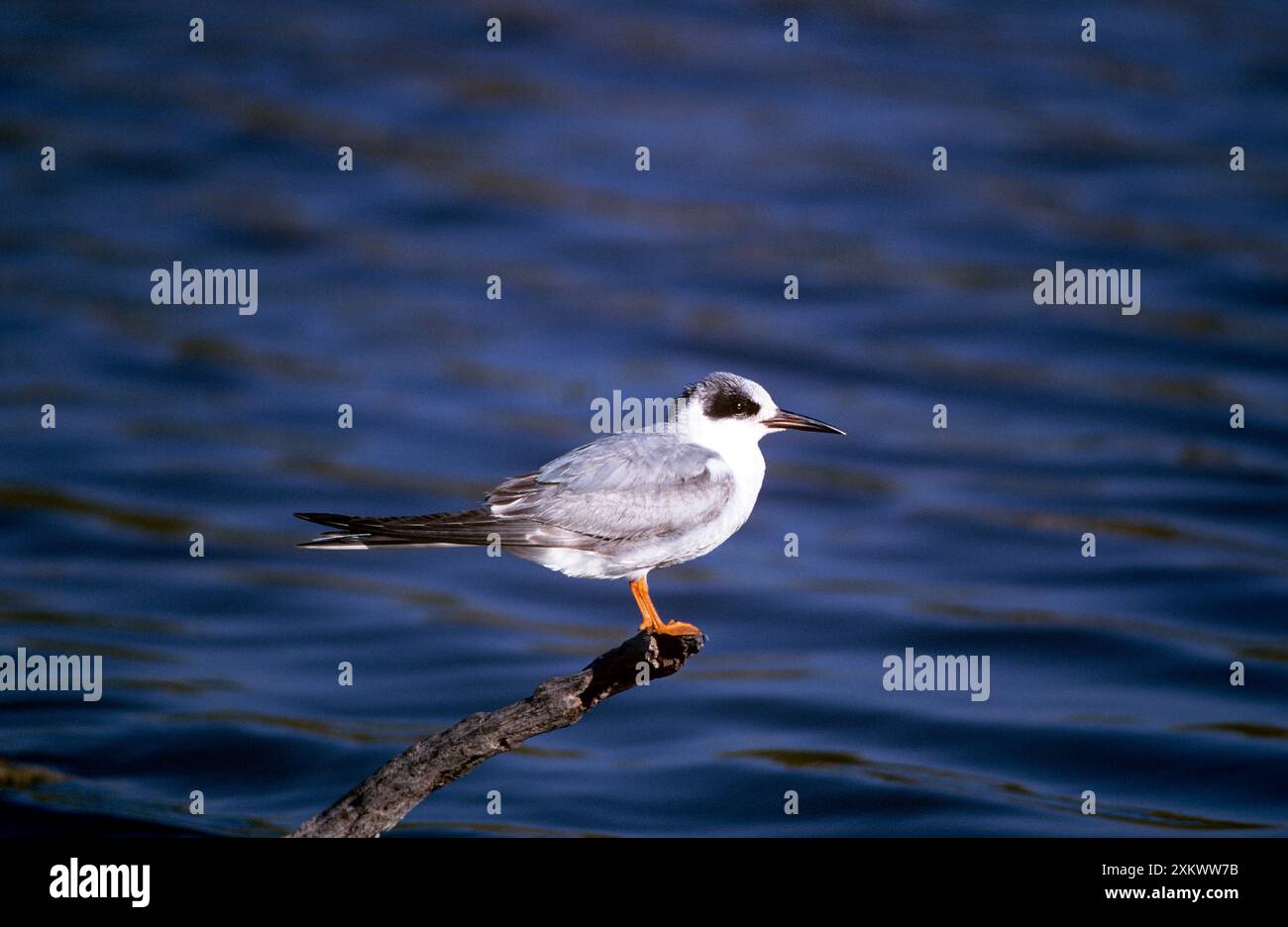 Forsters Tern Stockfoto