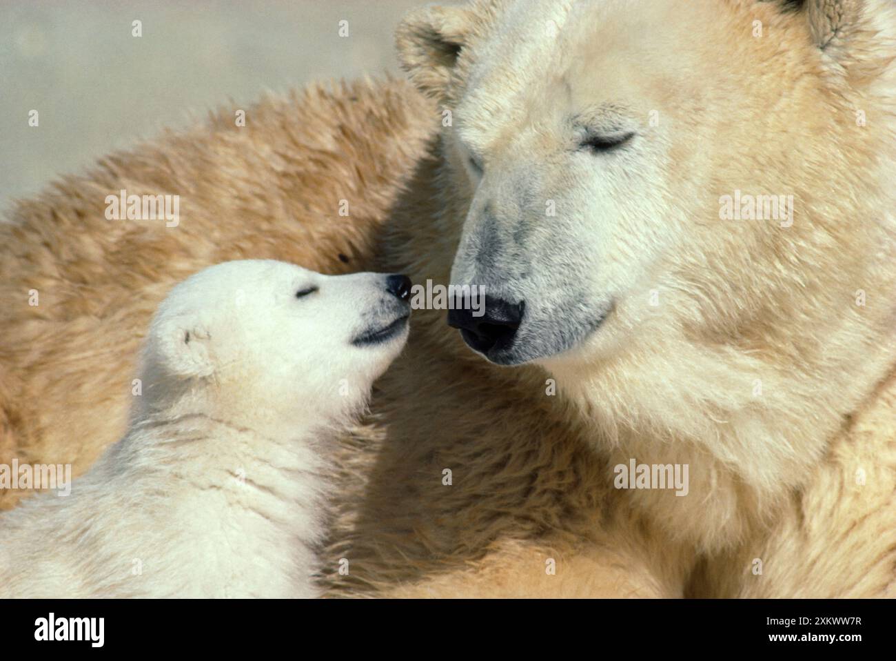 Eisbär - Erwachsene und jung Stockfoto