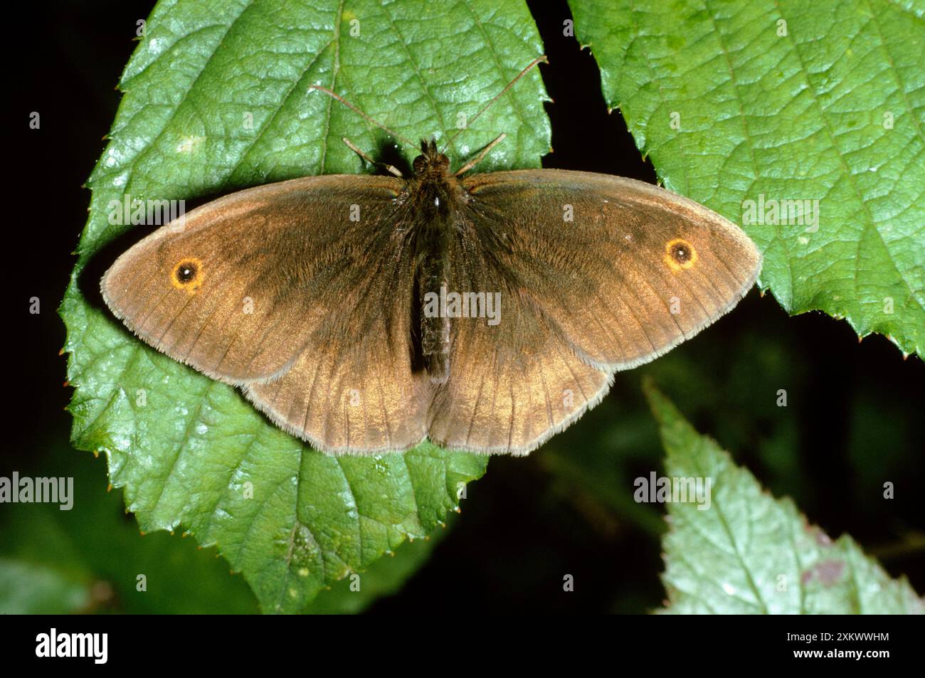 Wiese Brown Butterfly - männlich Stockfoto