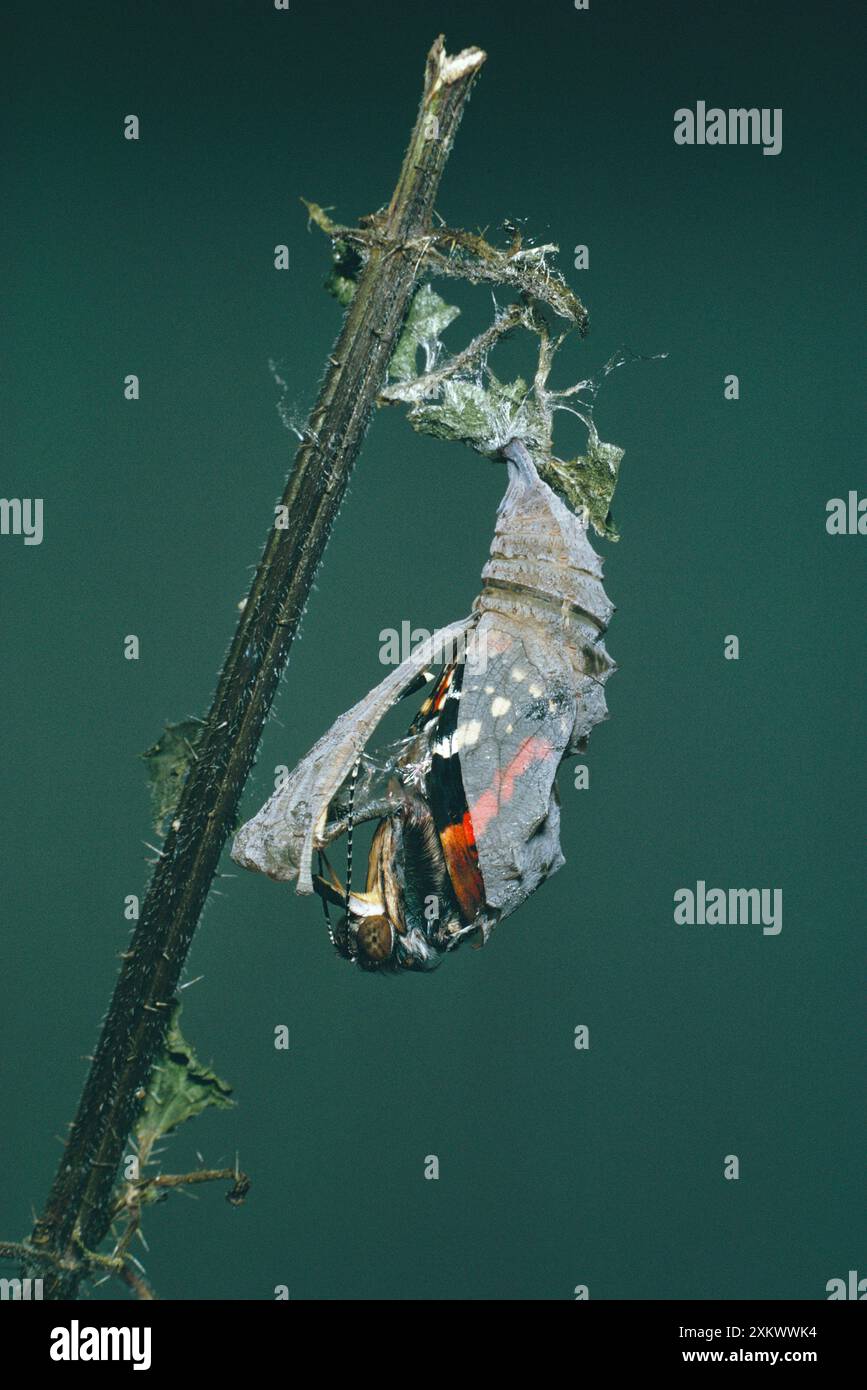 Roter Admiral Schmetterling - aus Puppen auftaucht Stockfoto