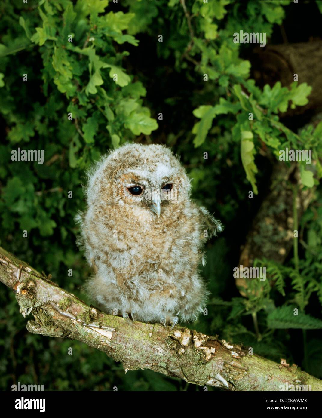 Tawny OWL - Küken auf dem Ast Stockfoto