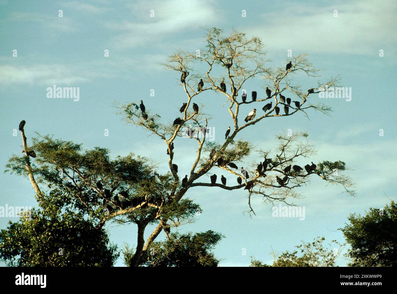 American Black & King GEIER - im Baum über Kill Stockfoto