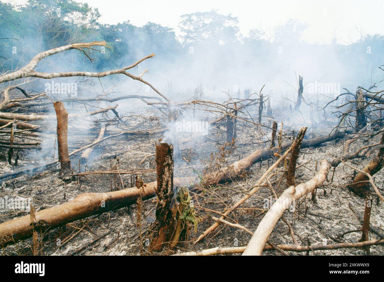 Entwaldung - Slash & Burn Gola Regenwald Stockfoto