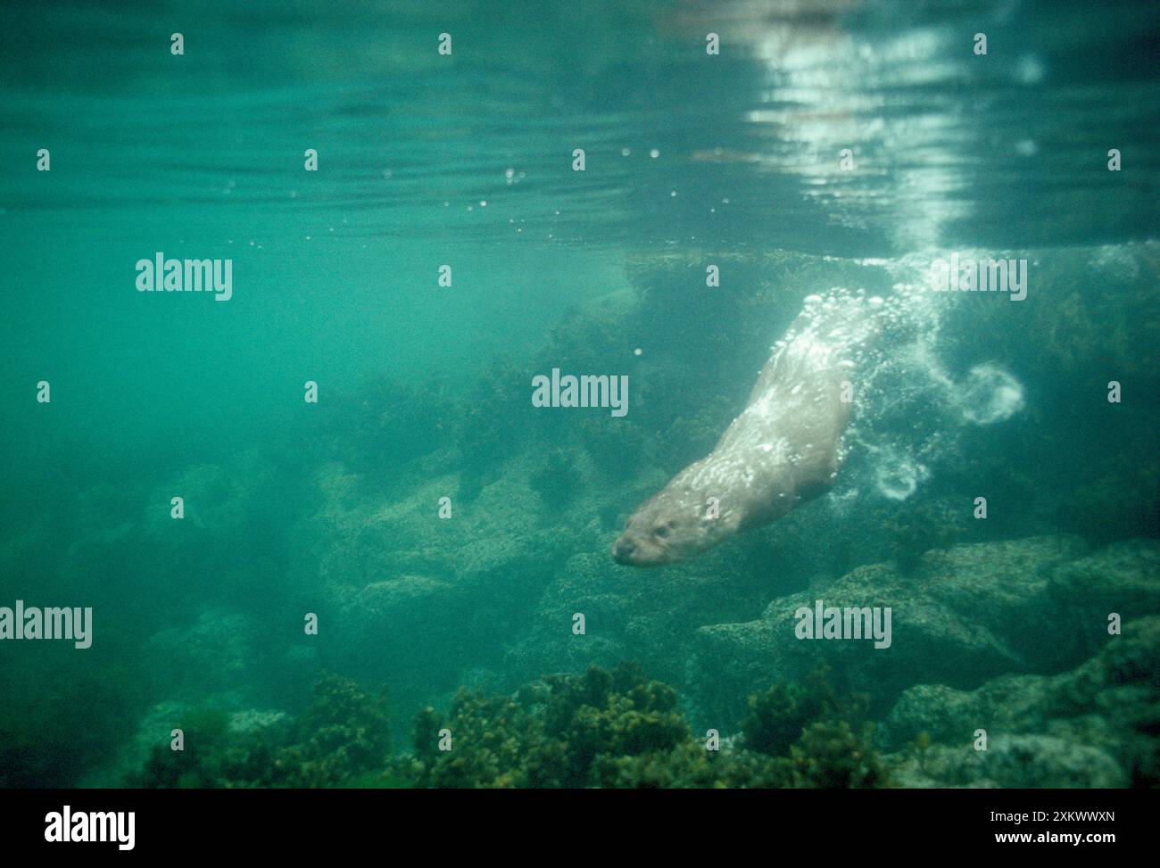 EUROPÄISCHER OTTER - Schwimmen unter Wasser Stockfoto