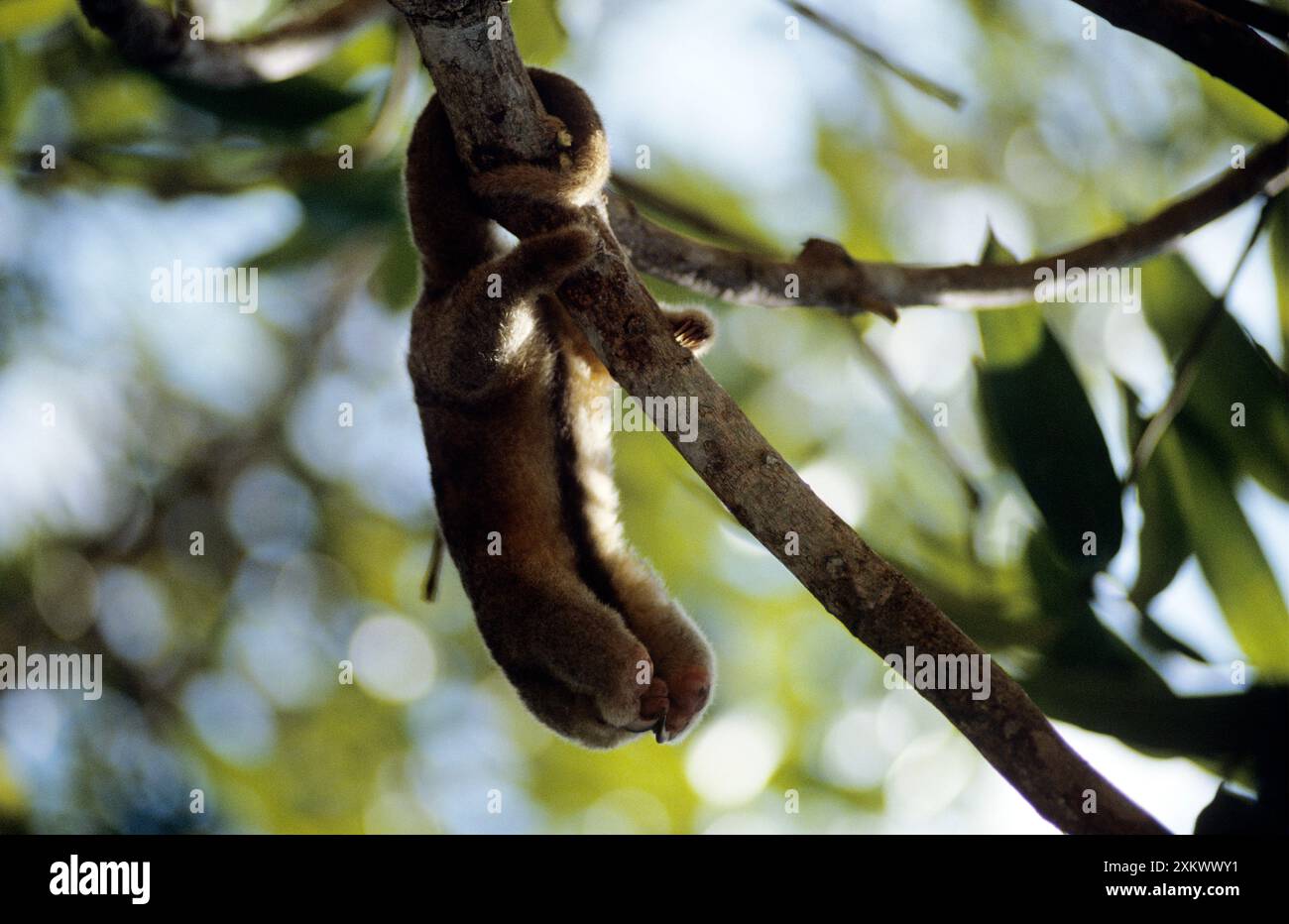 Silky Ameise - im Galeriewald Stockfoto