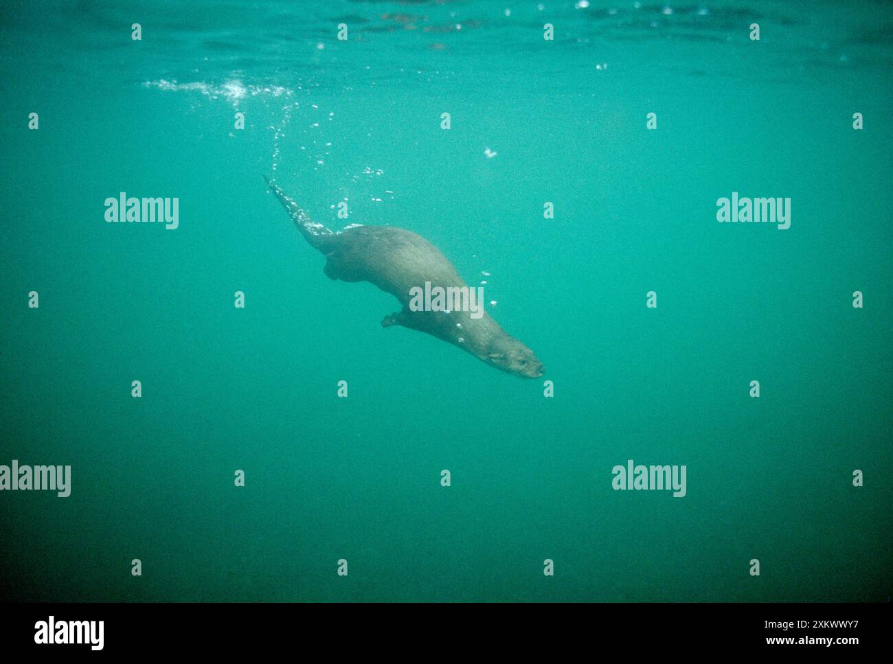 Europäischer Otter - Unterwasser Stockfoto