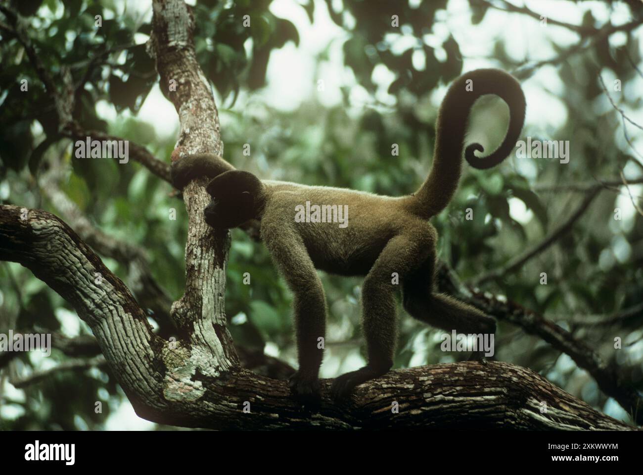HumboldtÕs Woolly / Braunköpfiger AFFE Stockfoto