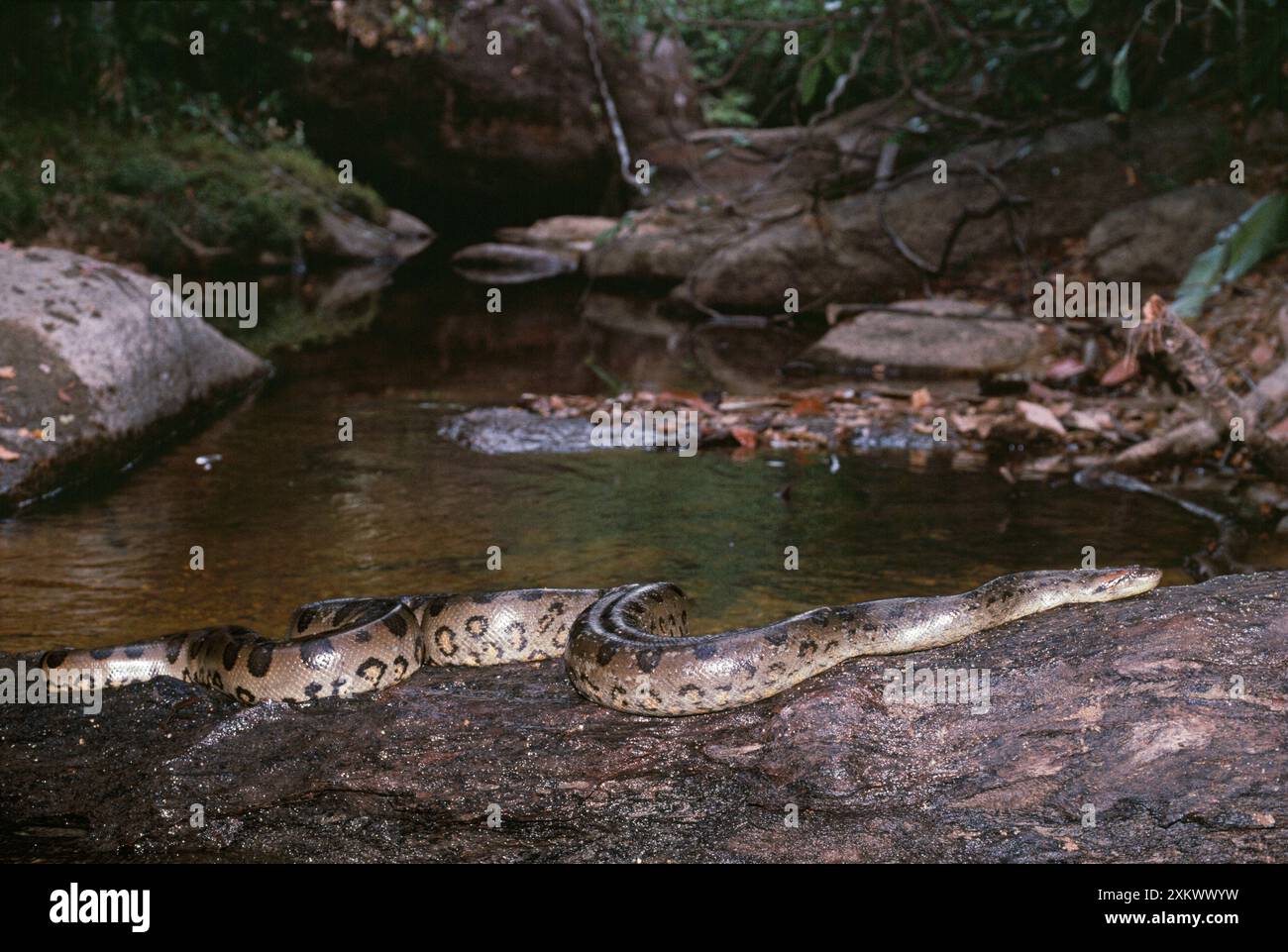 Grüne Anaconda-Schlange - im Bach Stockfoto