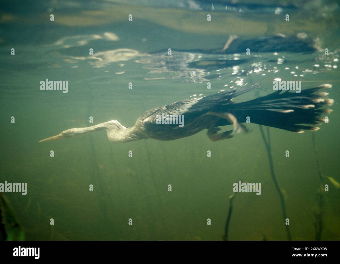 Anhinga - Tauchen unter Wasser für Fische. Stockfoto