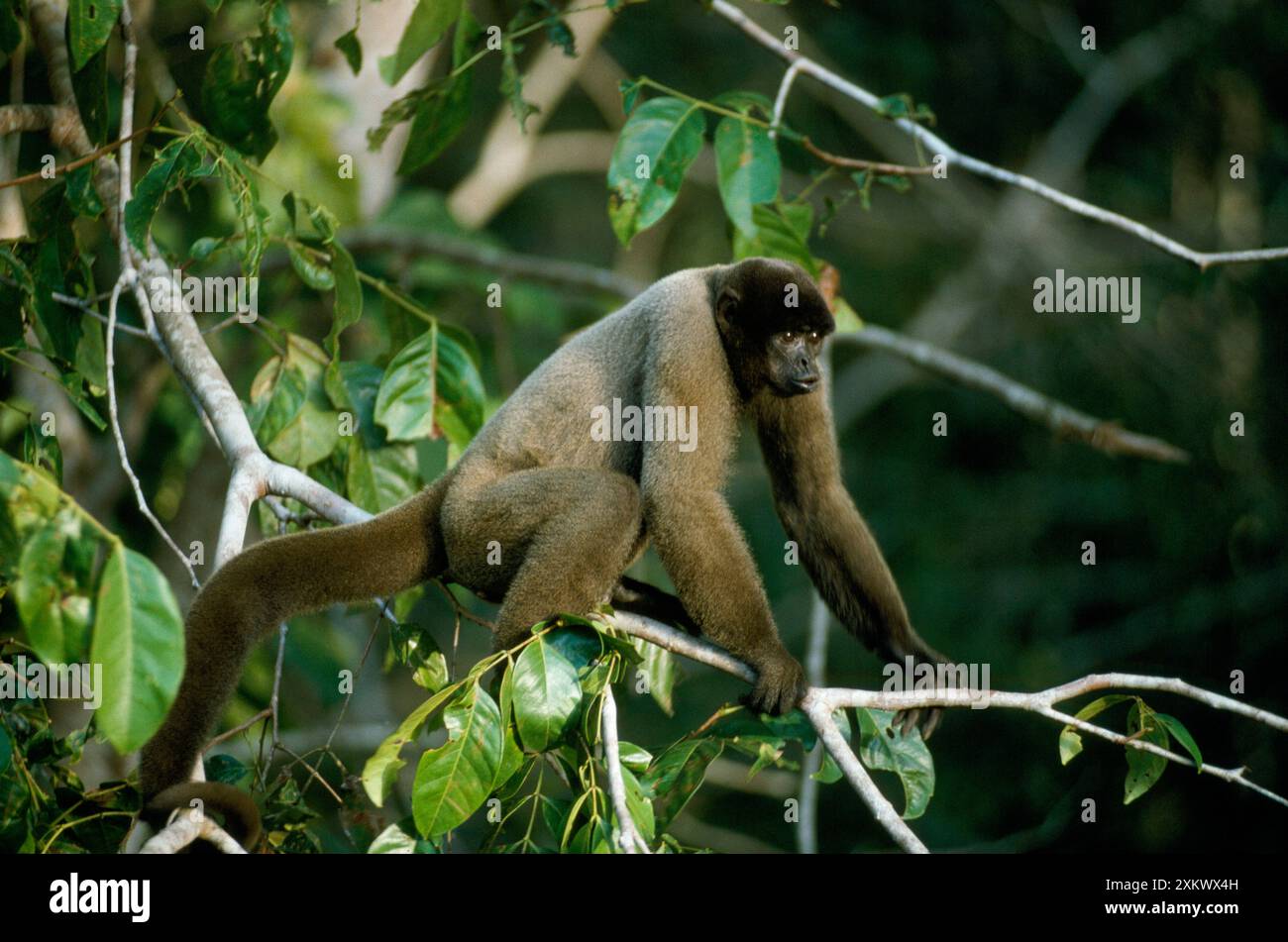 Schwarzköpfiger Woolly-Affe - weibliche Darstellung Stockfoto