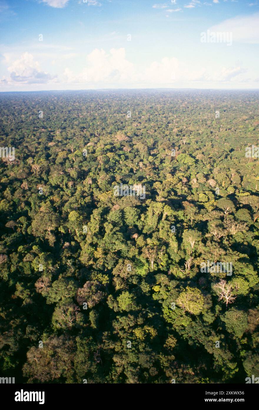 Regenwald - Blick aus der Vogelperspektive auf das Amazonasdach Stockfoto