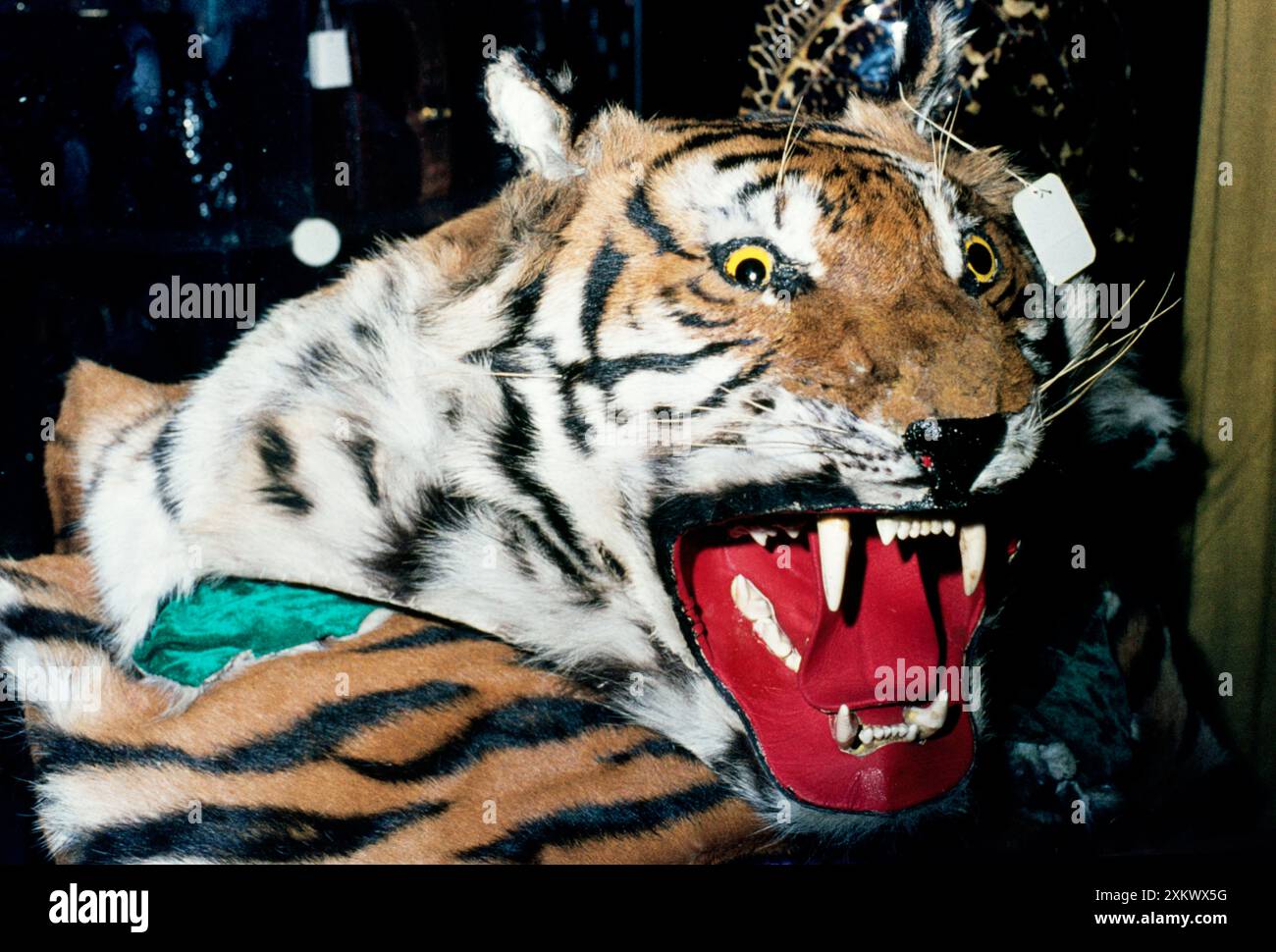 Tierausbeutung - Tigerhaut zum Verkauf im Souvenirshop. Stockfoto