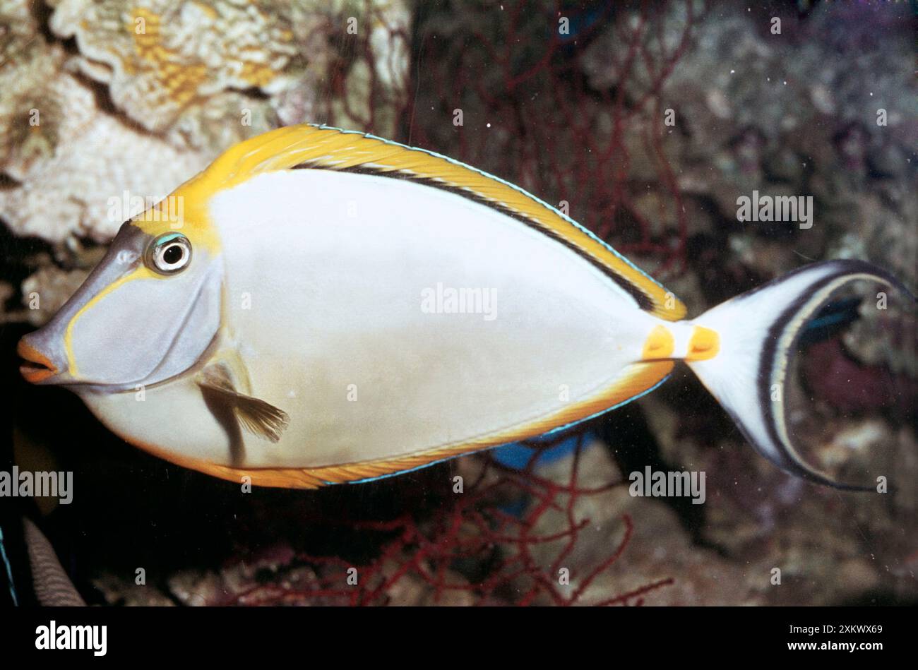 Orangespine Einhorn / Chirurgenfisch / Tang Fisch Stockfoto