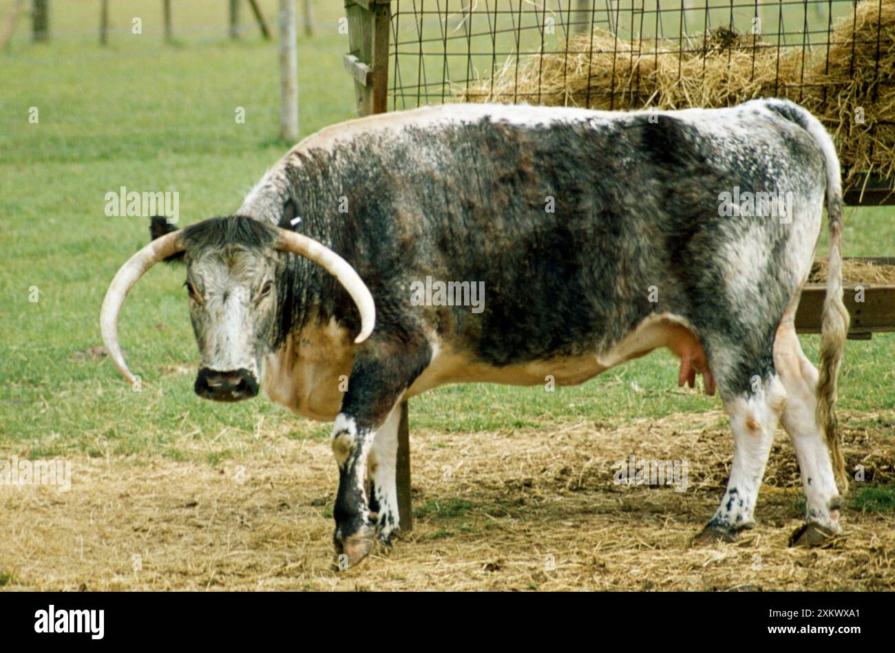 Altes englisches Longhorn-VIEH - am Heutrog Stockfoto