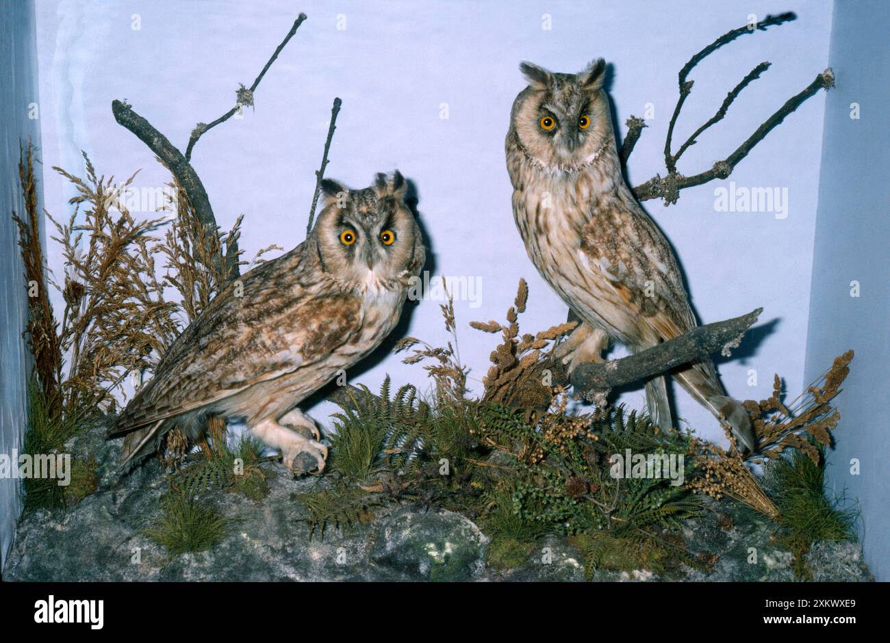 Taxidermie - Langhaareule Stockfoto