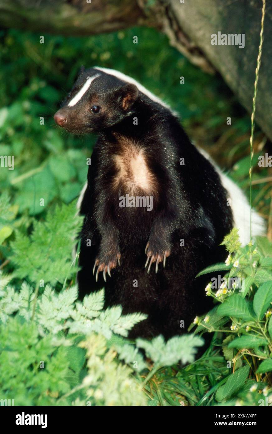 Striped Skunk Stockfoto