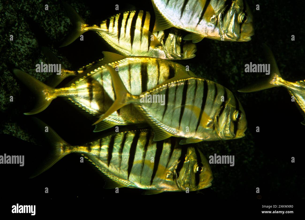 Gelber Jack-Fisch Stockfoto