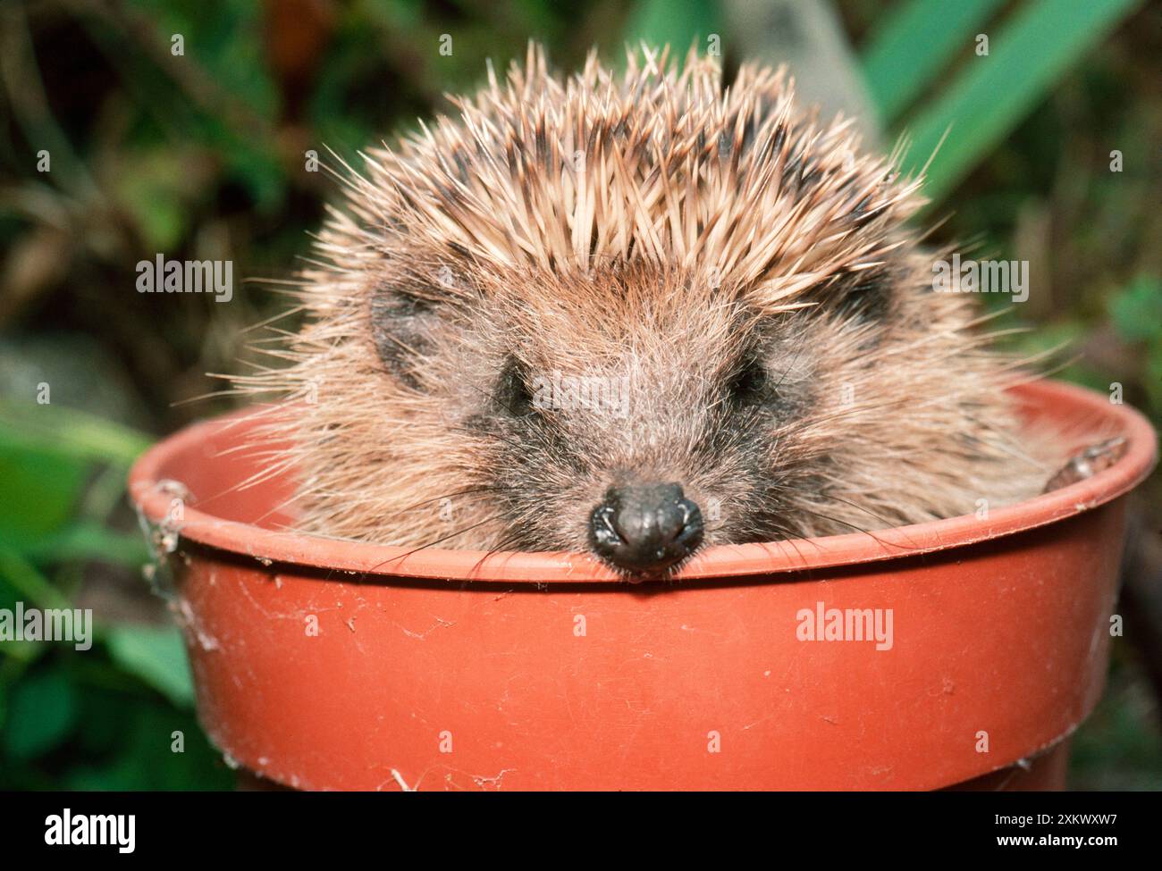 IGEL - Nahaufnahme im Blumentopf Stockfoto