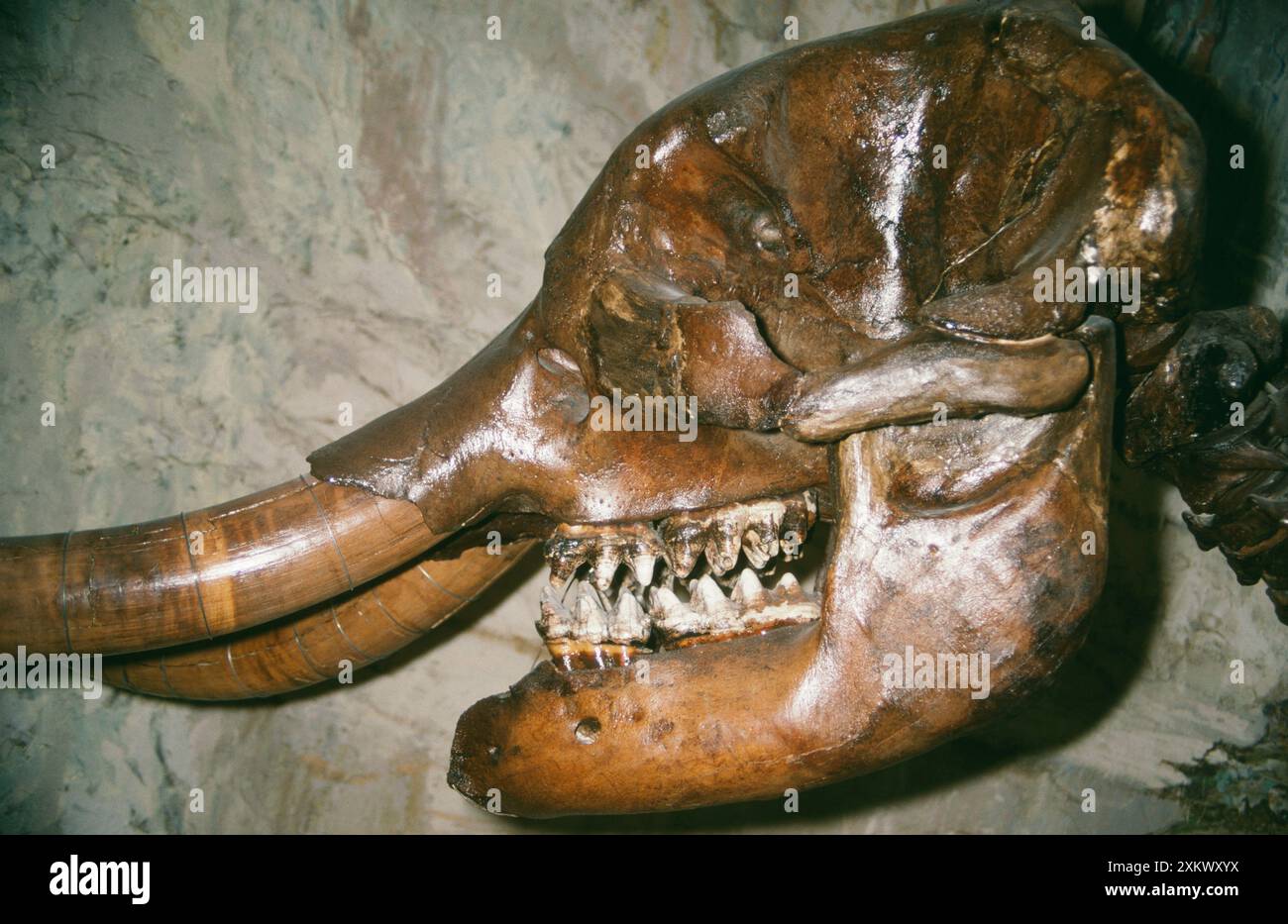 MASTODON-SCHÄDELFOSSIL - amerikanisches Mastodon-Fossil. Stockfoto