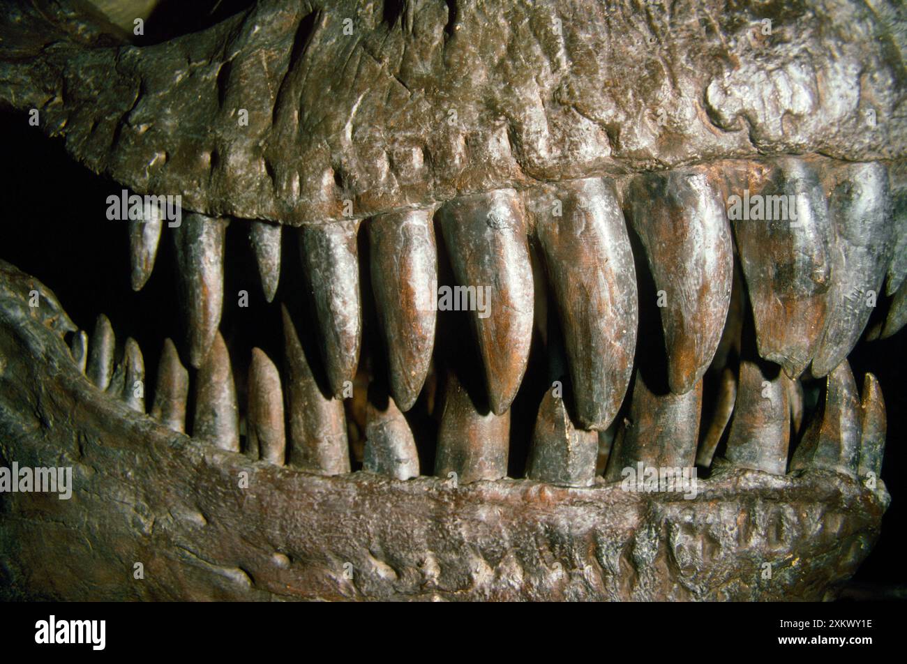 Dinosaurier - Zähne von Tyrannosaurus Rex Stockfoto