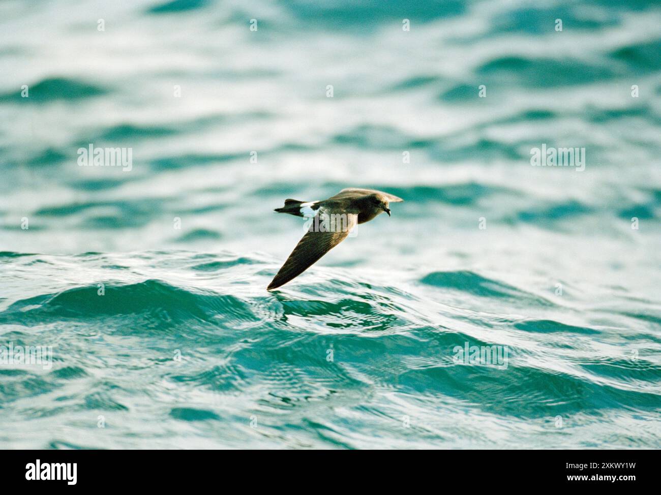 Wilson's Storm Petrel - im Flug über Wasser Stockfoto