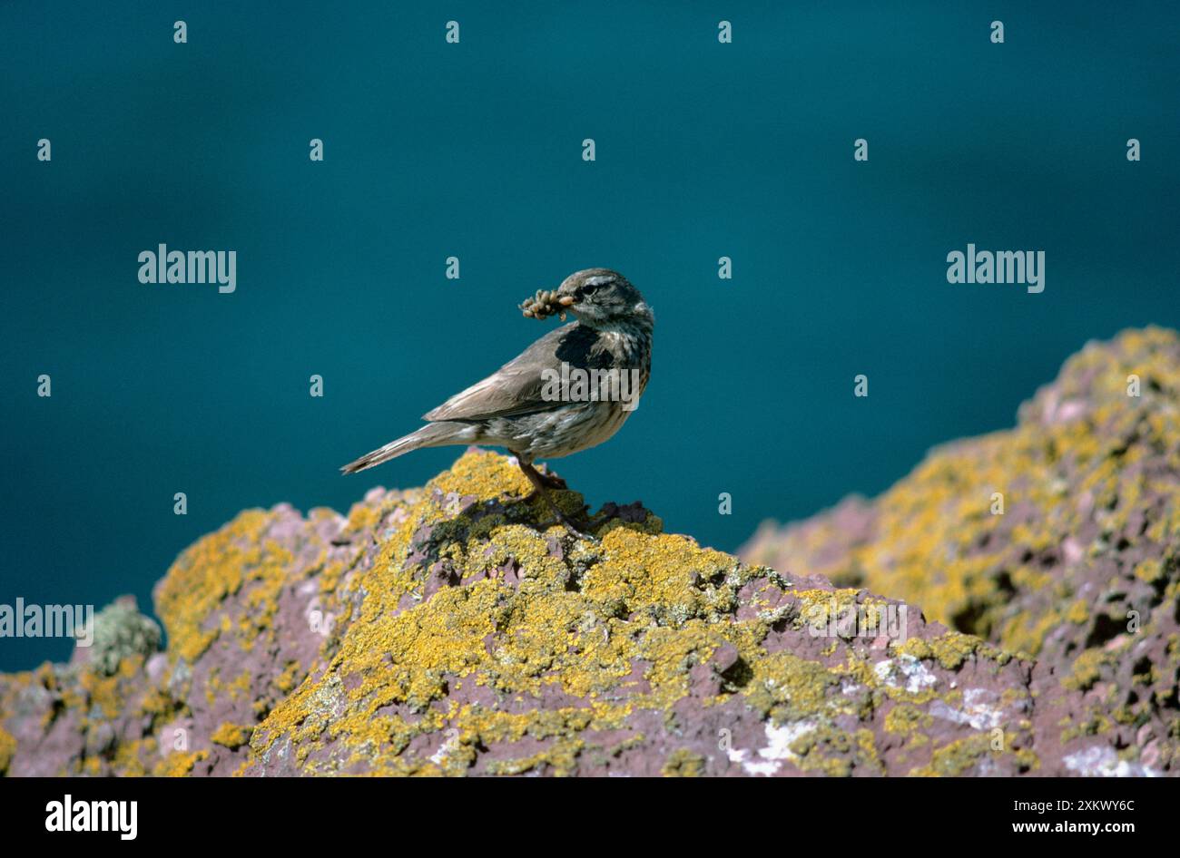 ROCK PIPIT + ESSEN IM SCHNABEL Stockfoto