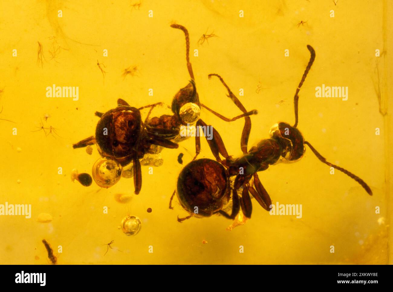 Ameisen - gebrannt in baltikum Bernstein. Oberes Eozän. Stockfoto