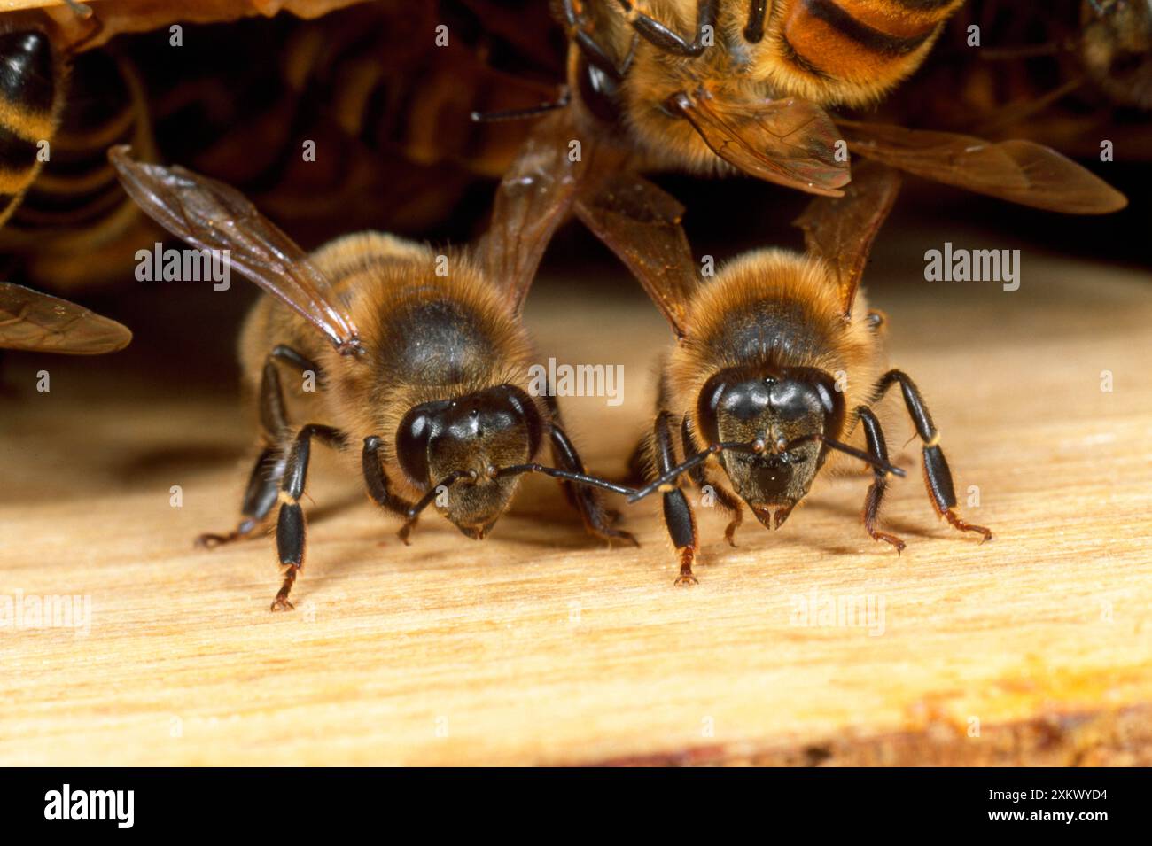 Honigbienen - bewacht den Bienenstock-Eingang Stockfoto