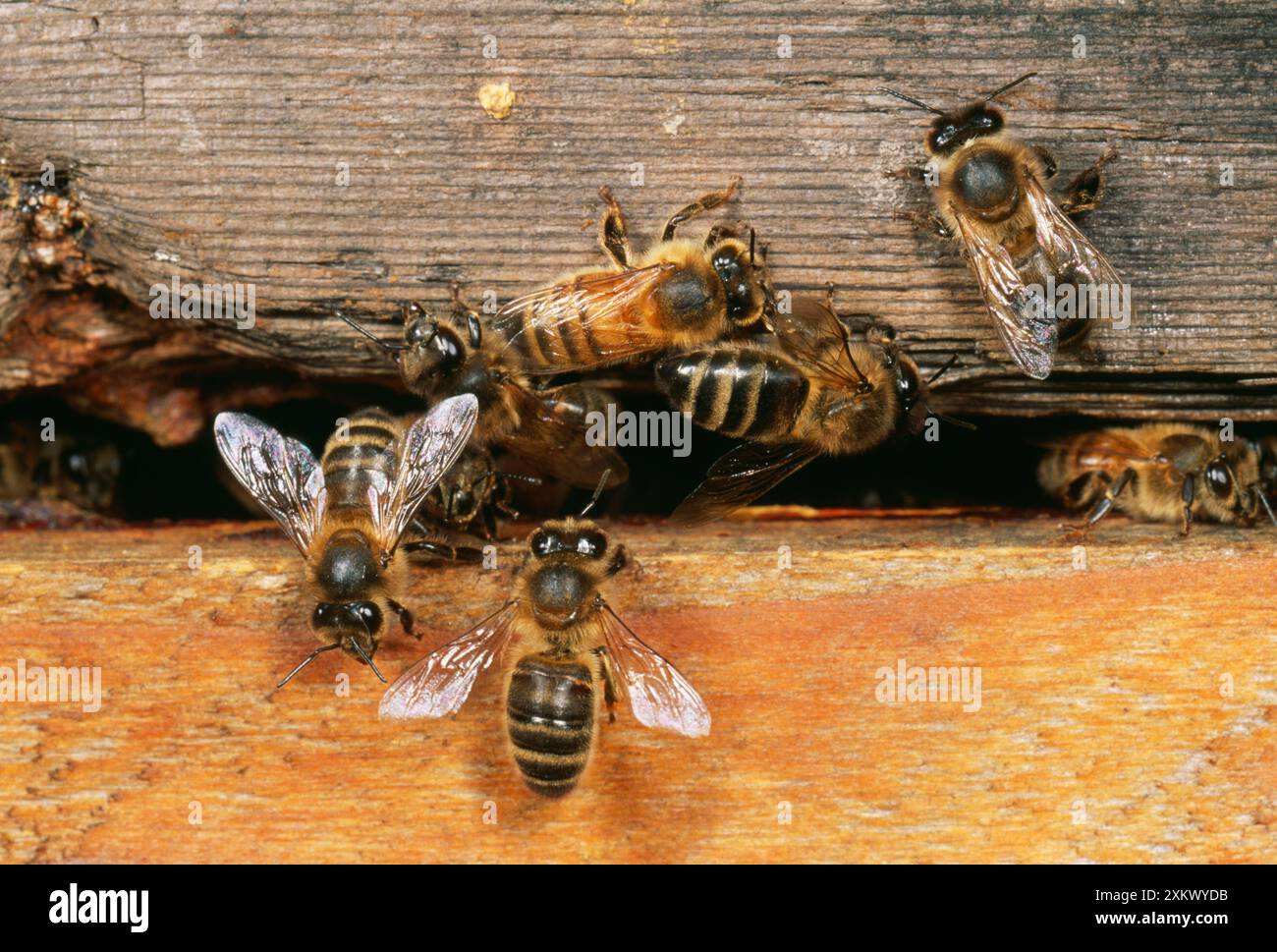 Honigbiene - am Eingang zum Bienenstock Stockfoto