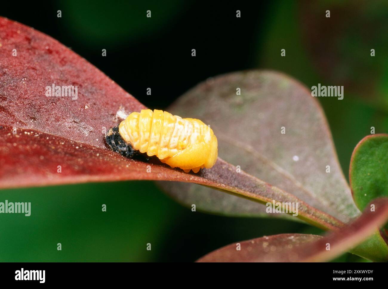 2-Spot Marienkäfer- kürzlich gebildete Puppe Stockfoto