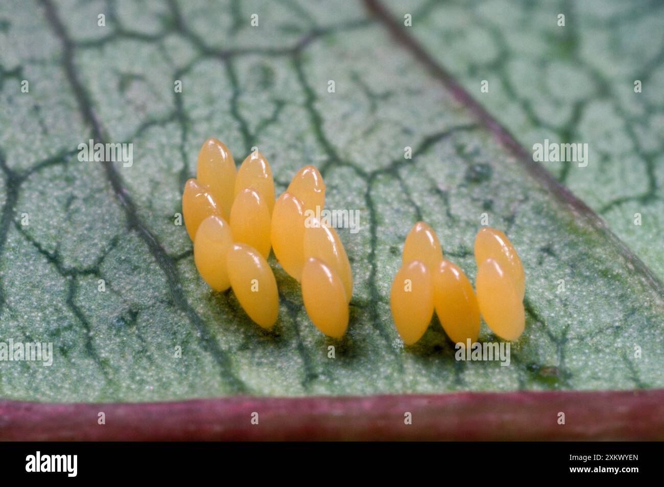 2-Spot Marienkäfer - Kupplung von Eiern Stockfoto