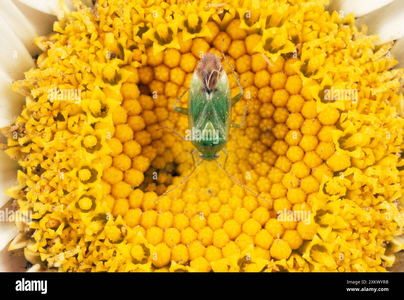 Gemeiner grüner Kapsidkäfer - Fütterung von Blumen Stockfoto