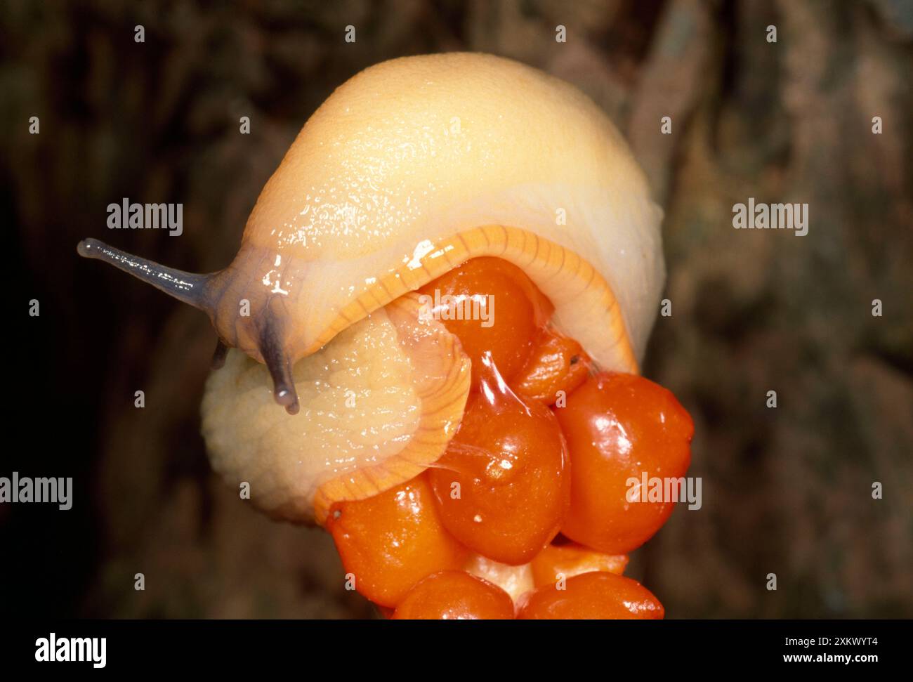 White Slug - auf Lords & Ladies Beeren Stockfoto