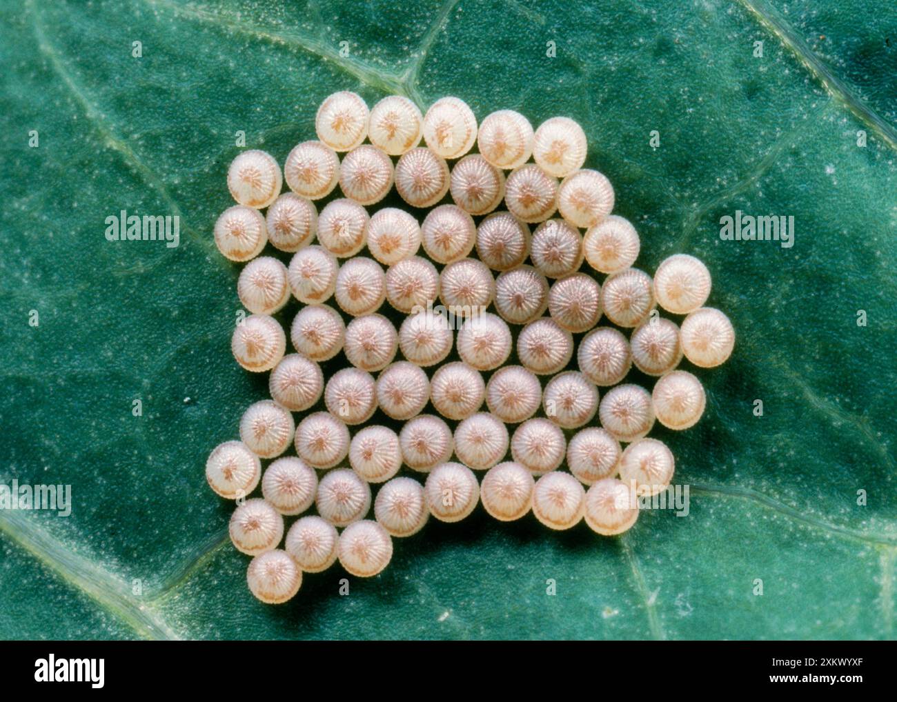 Eier des hebräischen Zeichens Moth Stockfoto