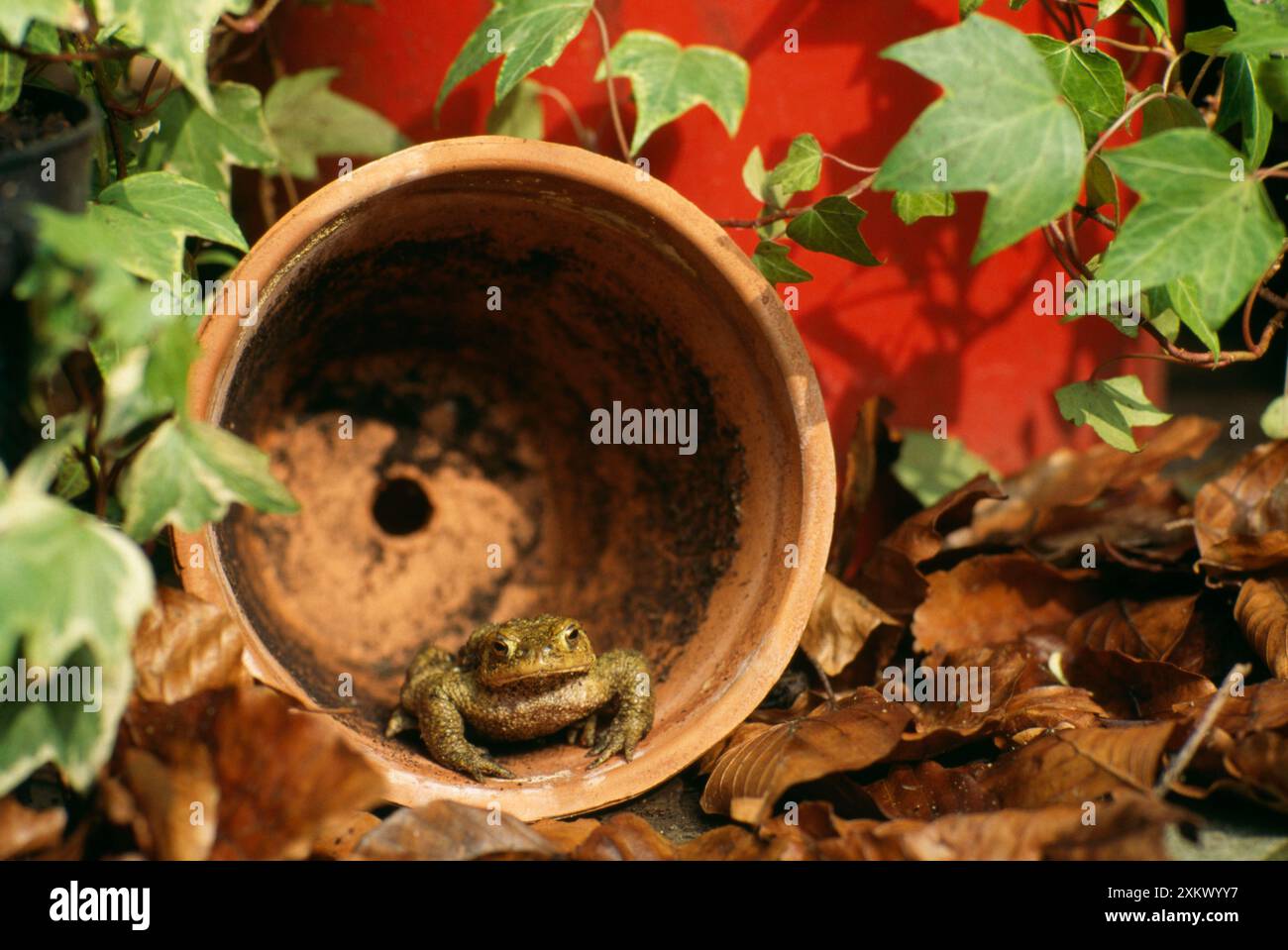 Kröte - Erwachsener im Blumentopf Stockfoto