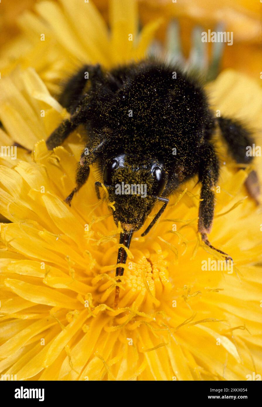 HUMMEL – zeigt lange Zunge/Proboscis Stockfoto