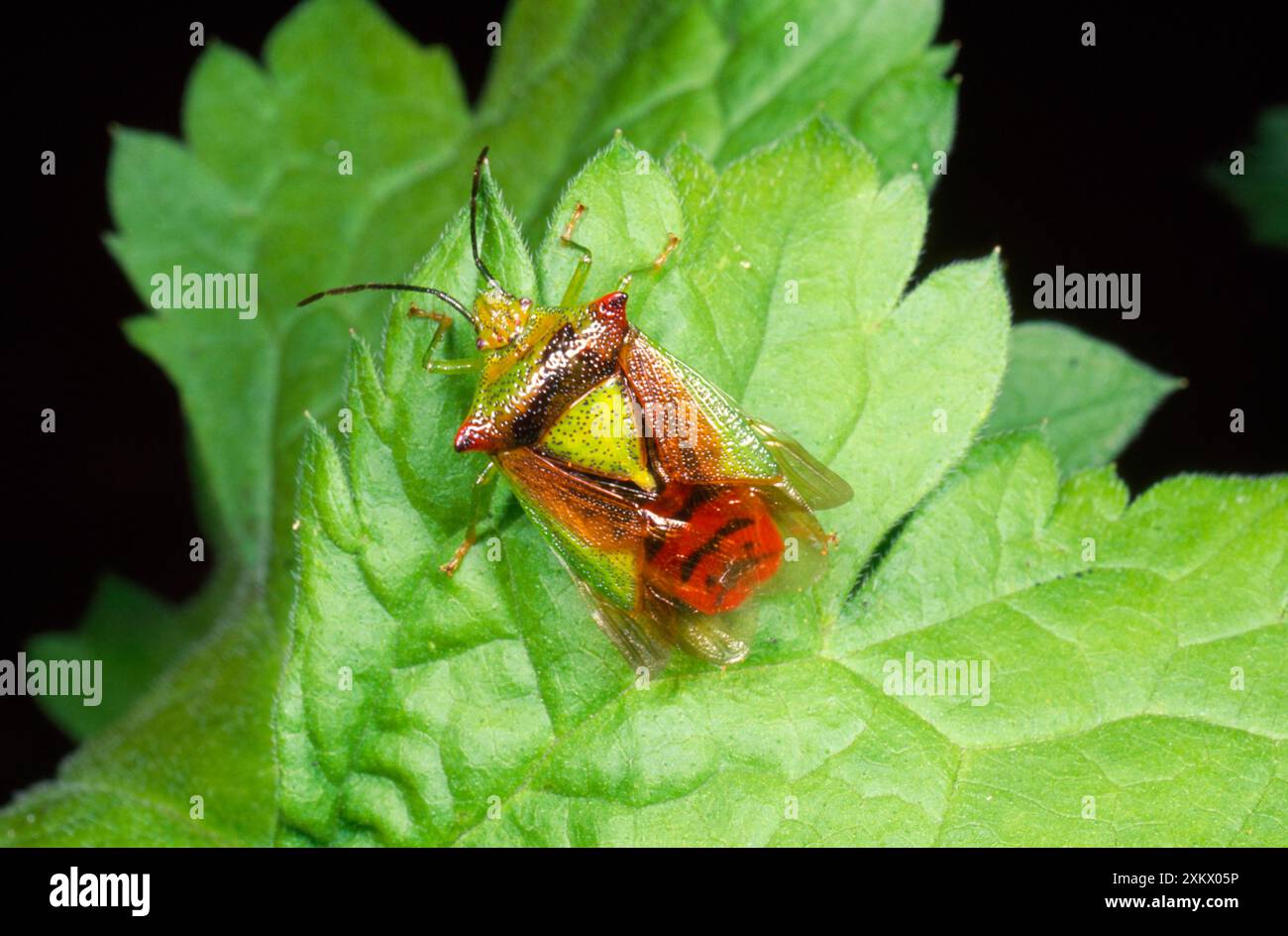 Übergeordnetes Sheild Bug - männlich Stockfoto