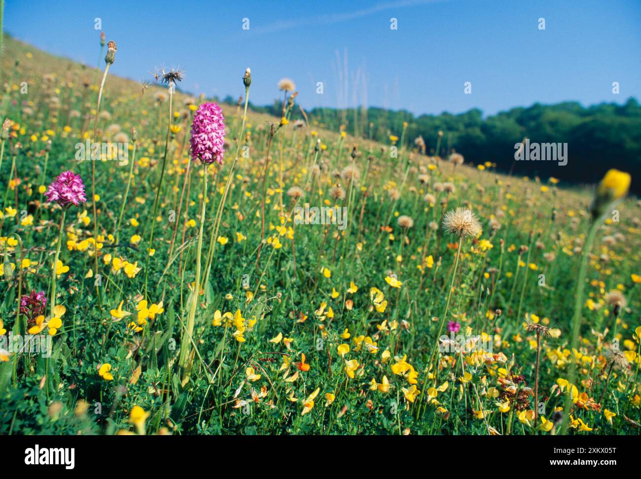 Üppiges Kreidegrasland - mit Blumen inklusive Stockfoto