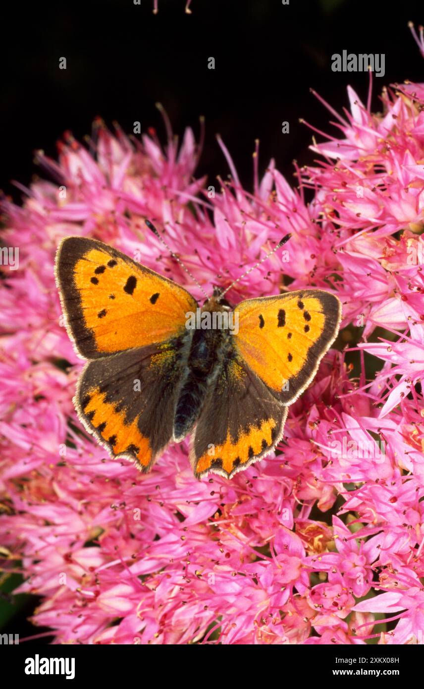 Kleine Kupfer Schmetterling Stockfoto