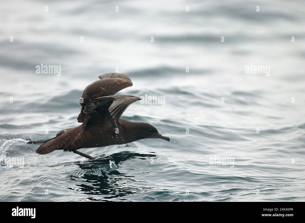 Ruß-SHEARWATER - vom Wasser abheben Stockfoto