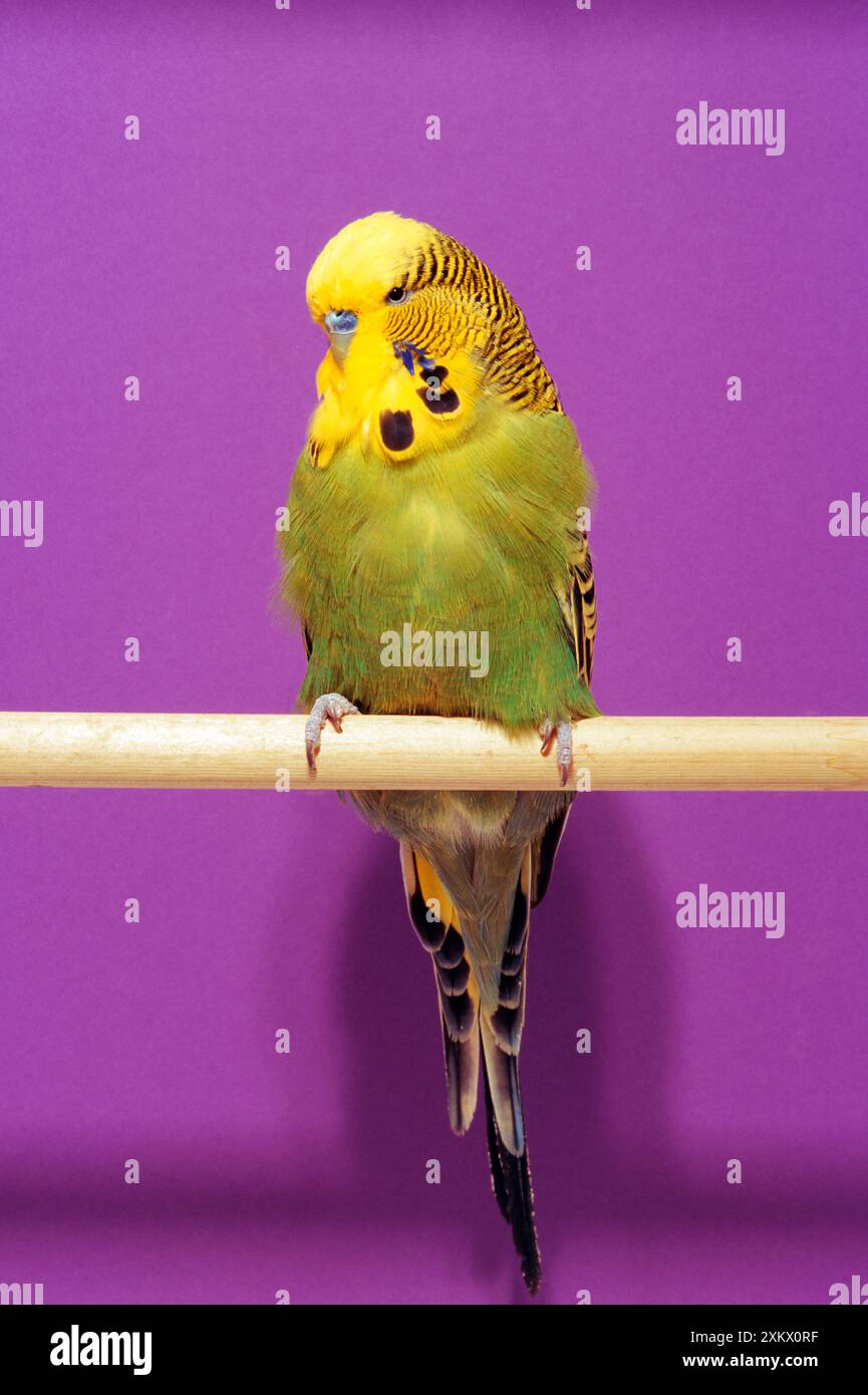 Grüner Wellensittich - Männchen sitzt auf Barsch Stockfoto