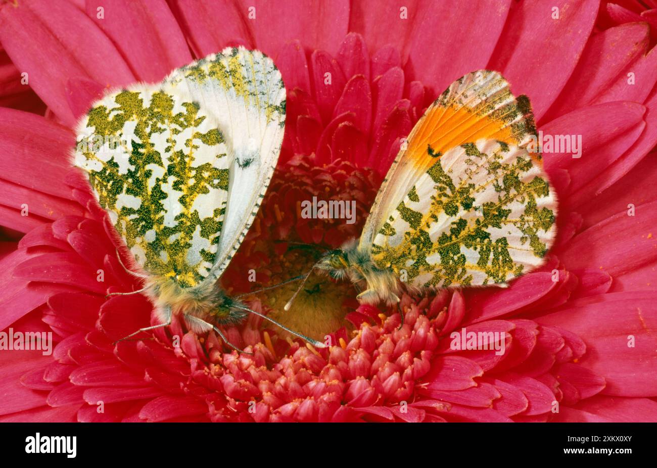 Männliche und weibliche ORANGENSCHMETTERLINGE - auf rosa Stockfoto
