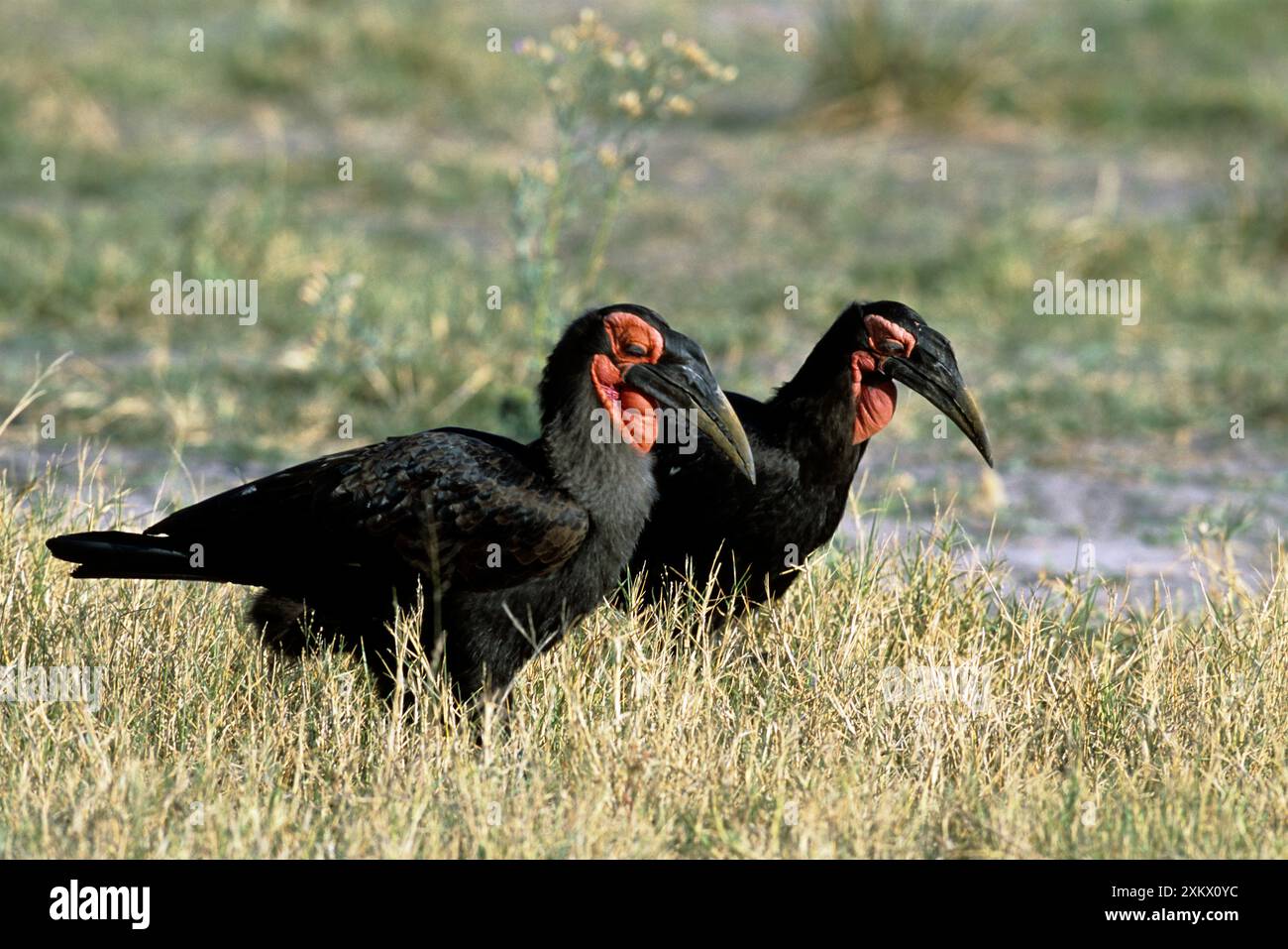 Masse HORNBILL - X2, Seitenansicht Stockfoto