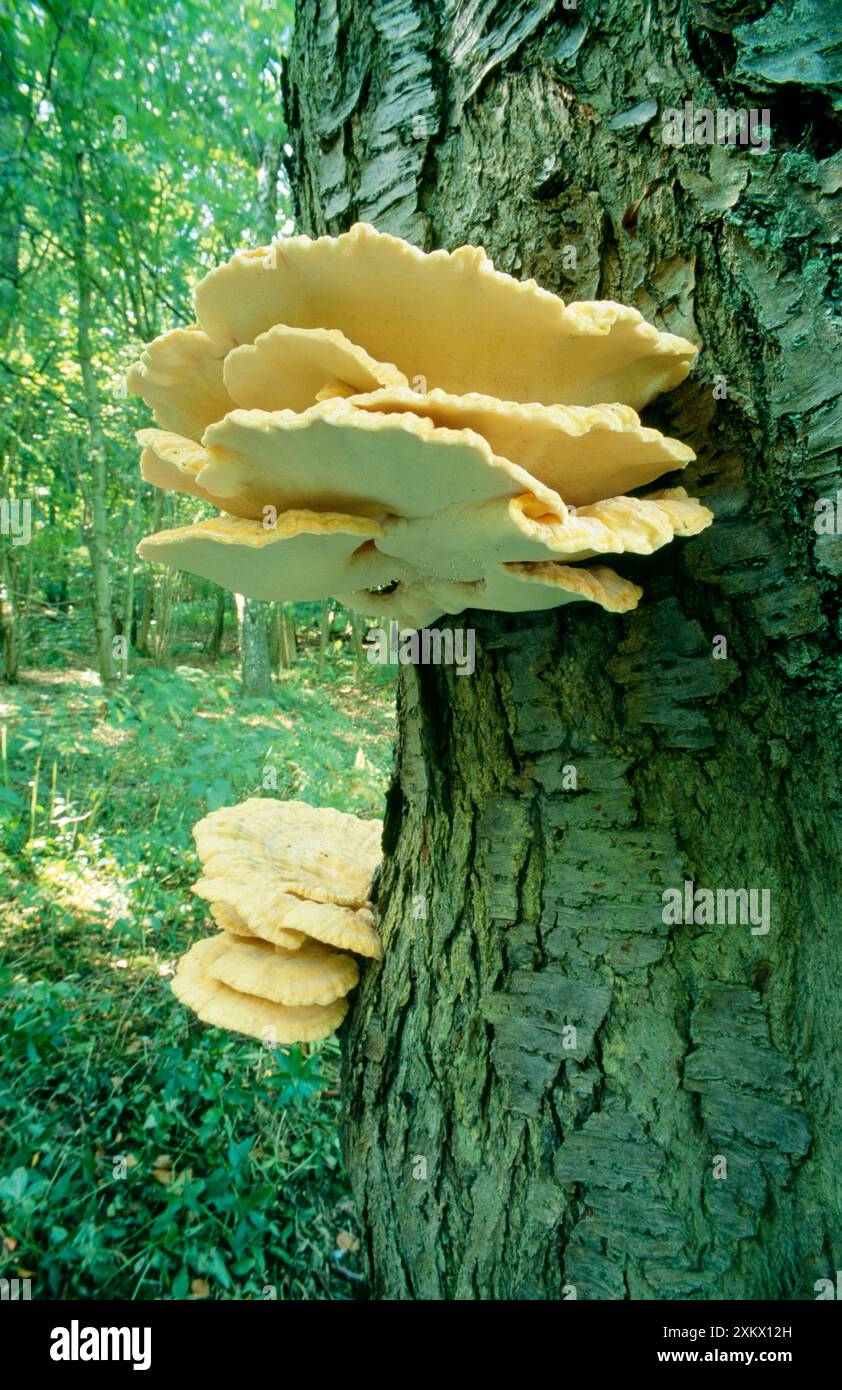 Schwefelpolypore / Hühner des Waldes PILZE Stockfoto