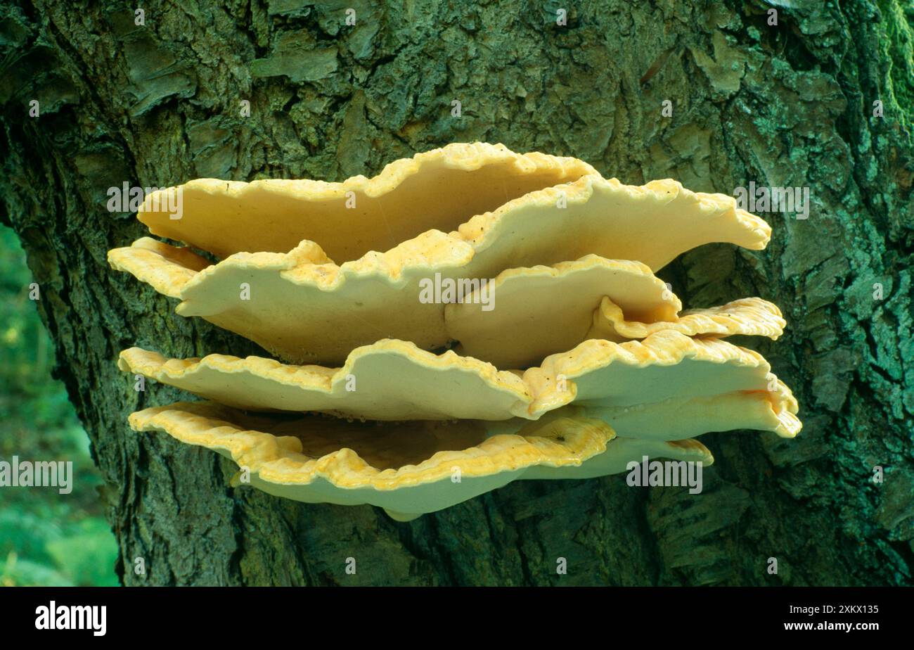 Schwefelpolypore / Hühner des Waldes PILZE Stockfoto