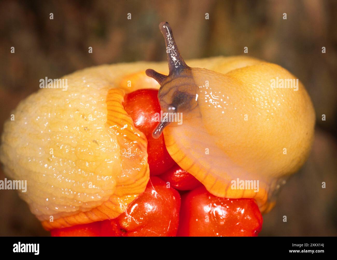 White SLUG - auf Lords and Ladies / Kuckuck Pint Beeren Stockfoto