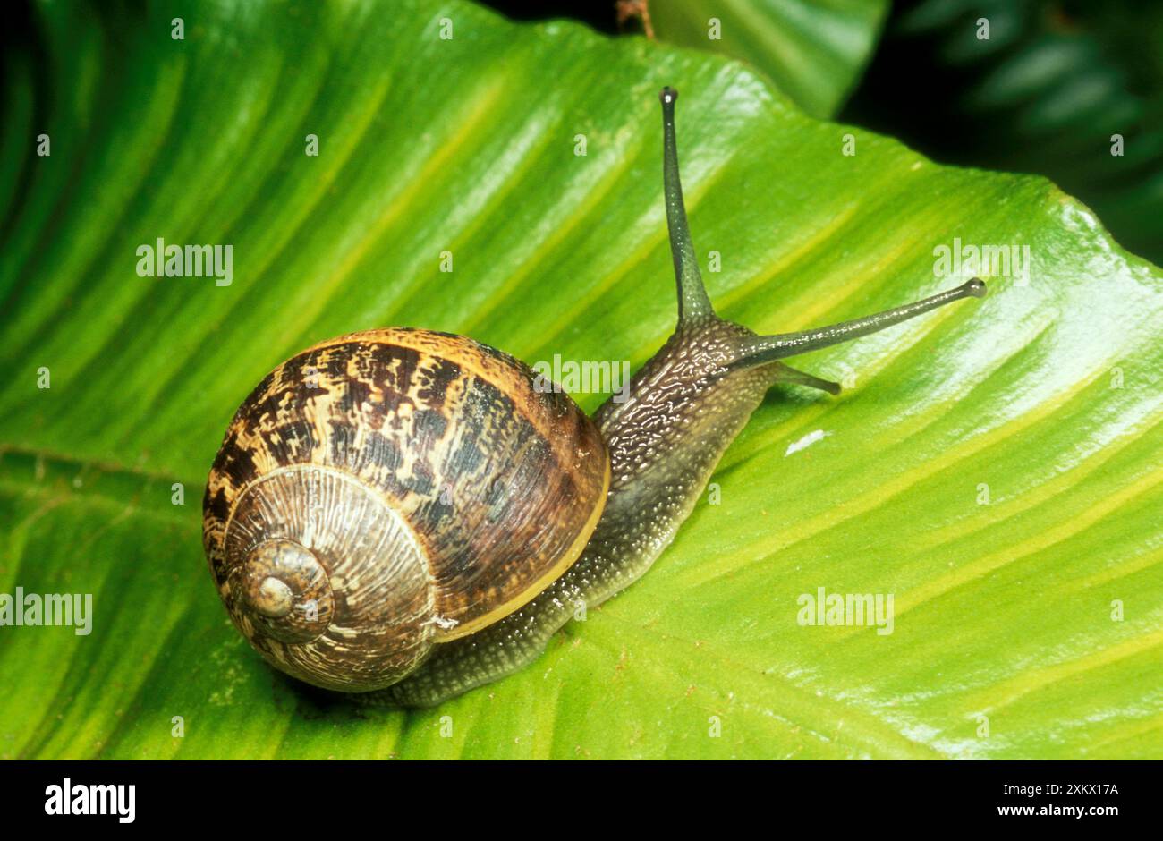 Gewöhnliche GARTENSCHNECKE - auf Farn Stockfoto